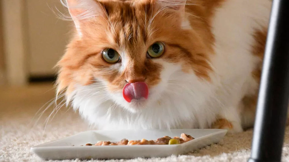 Die Katze frisst ihr nahrhaftes Futter, ihr Fell ist wunderschön und hat eine tolle gelb-weiße Farbe. Essen