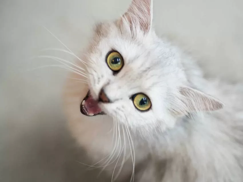 Entdecken Sie die Geheimnisse der Katzenkommunikation