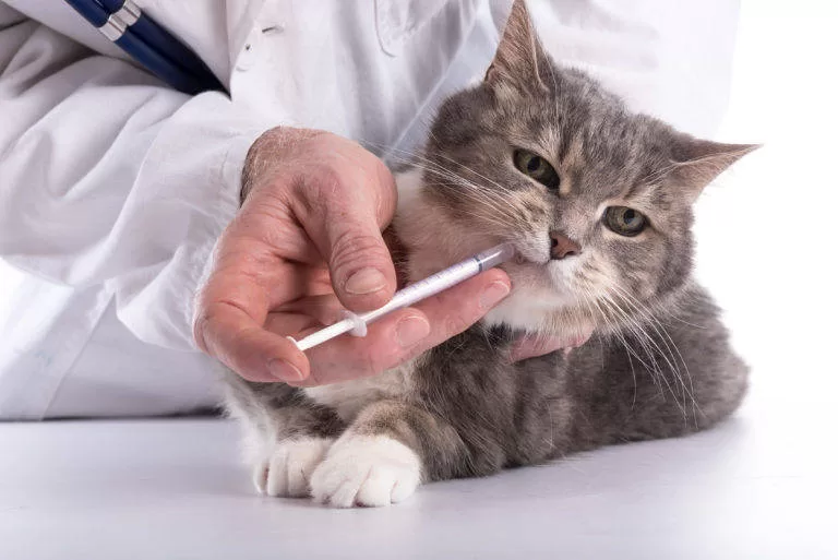 entwurmende Katze99