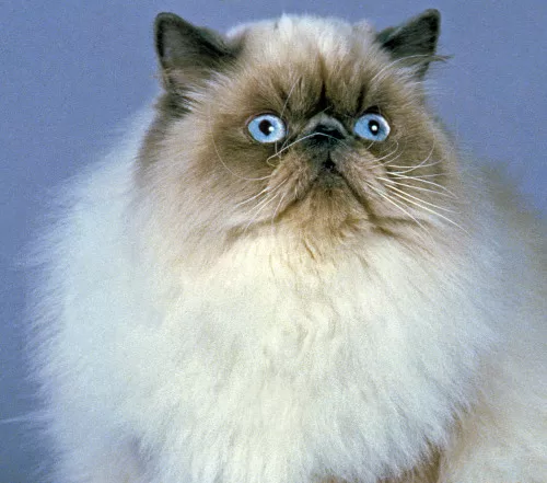 Himalaya-Perserkatze