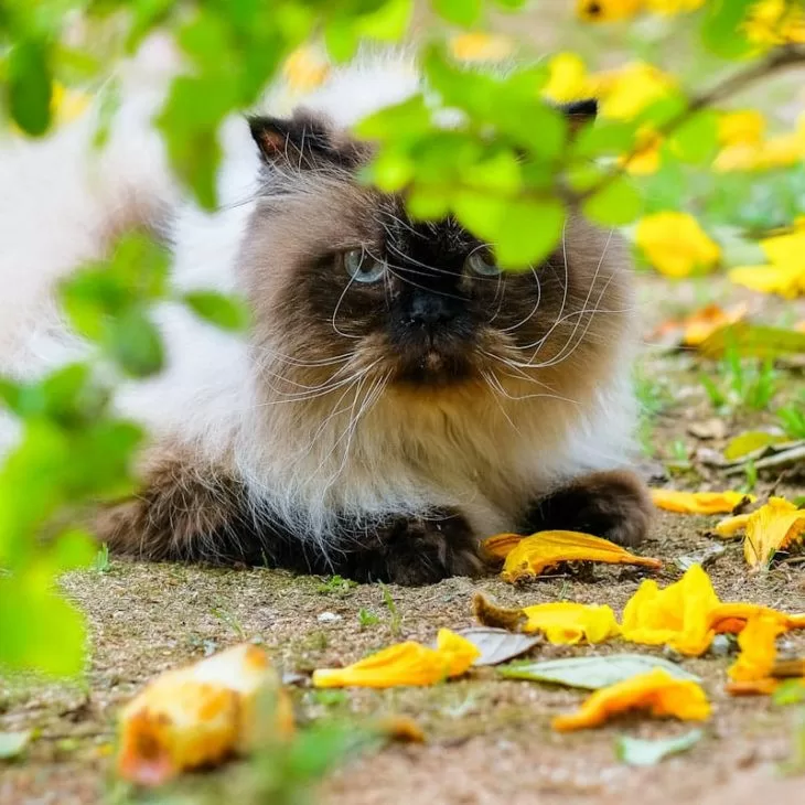 Himalaya-Perserkatze im Garten