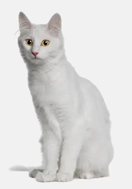 Weiße sitzende Katze mit gelben Augen und schneeweißem Fell Angorakatze