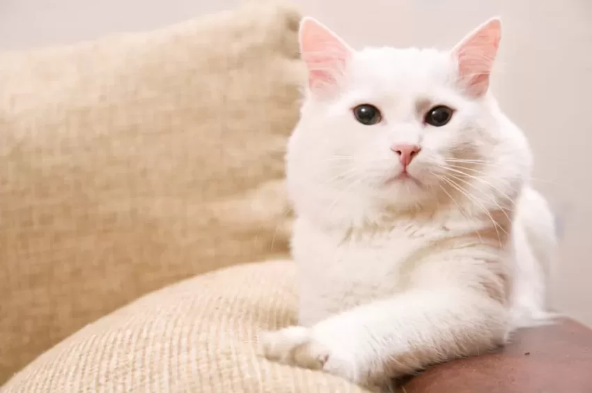 Angora auf der Armlehne liegt elegant ausgestreckt auf der Armlehne des Sofas.