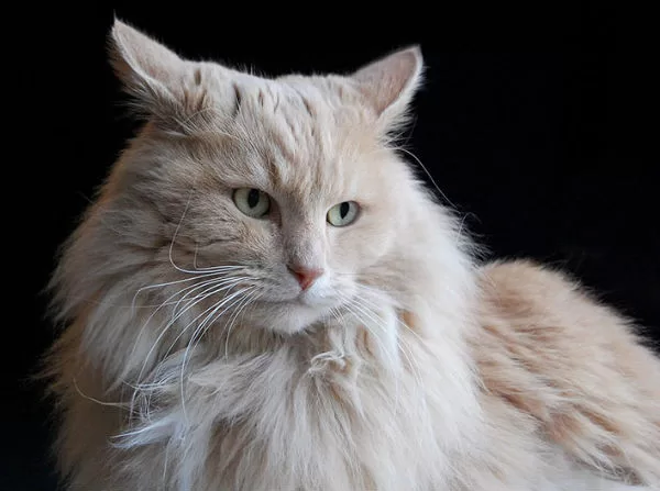 Angora: Weiße Katze mit starkem Blick und hellblauen Augen mit schwarzem Hintergrund.