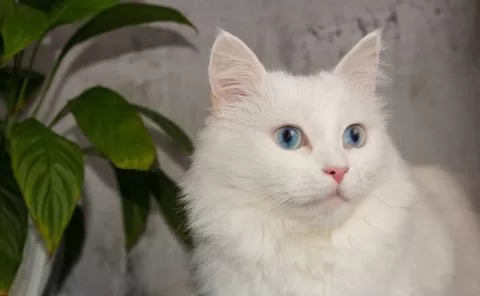 Angorakatze mit wunderschönen blauen Augen neben einer Tasse Pflanzenfreude. Wand mit grauem Hintergrund.