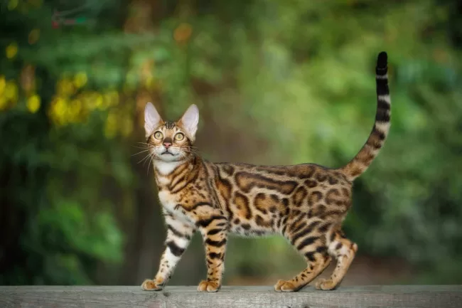 Gelb gefleckte Katze mitten im Wald erschrocken