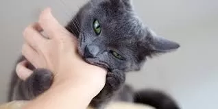 Verhalten von Katzen verstehen