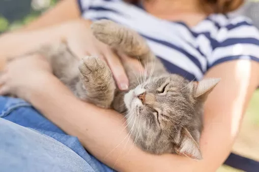 Verhalten von Katzen verstehen
