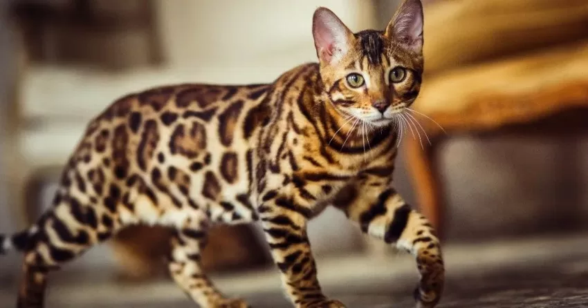 Bengalische Katze geht im Zimmer spazieren