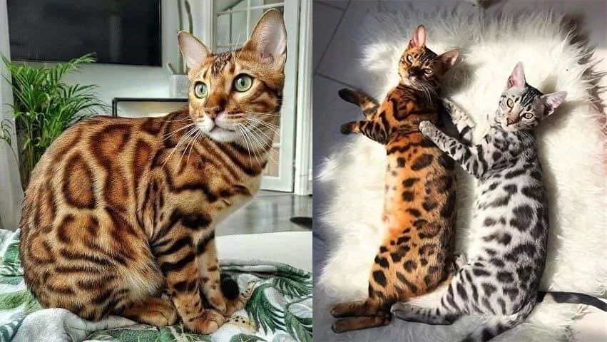 Bengali