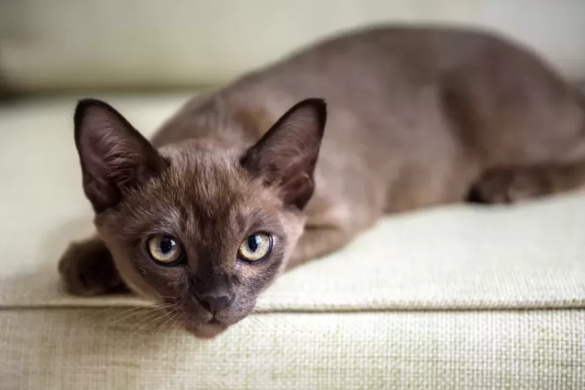 burmesische Katze