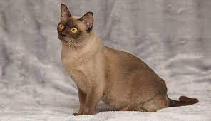 birmanisch