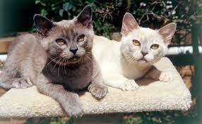 burmesische Katze