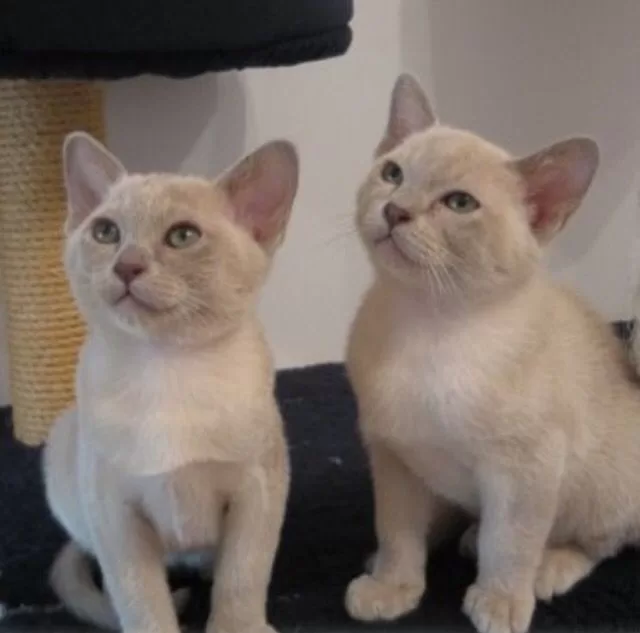 burmesische Katze