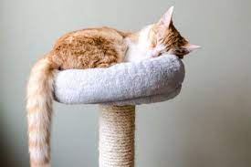 Katzenbett über dem Kleiderschrank. Katzenbetten