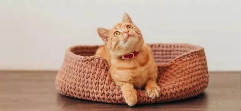 gelbes Kätzchen in Ihrem Katzenbett
