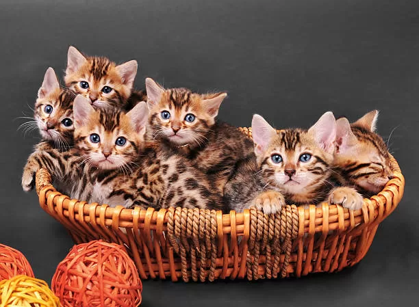 Bengalische Katze mit faszinierenden Augen Olhos Hipnotizantes do Gato Bengalí