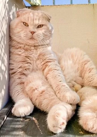 Gelbe Katzen mit Hängeohren lehnen an der Wand