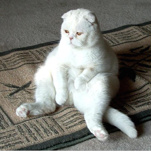 Weiße schottische Faltkatze mit Schlappohren sitzt auf einem Teppich