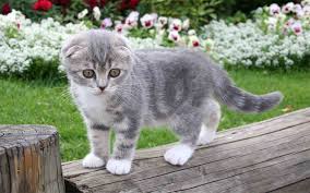 Scottish Fold-Katze lässt die Ohren im Garten hängen