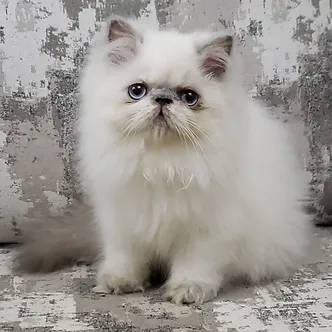 Weiße Perserkatze mit rustikalem weißem Wandhintergrund