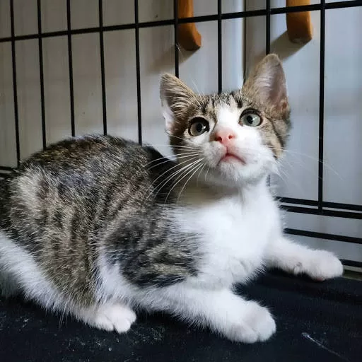 Katzenadoption