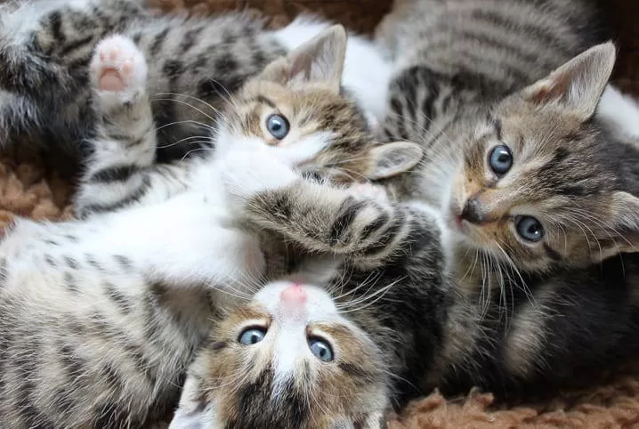 Katzenadoption