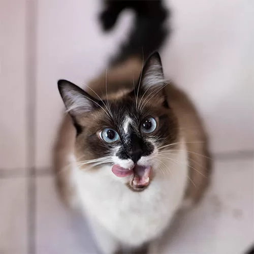 Katzenadoption