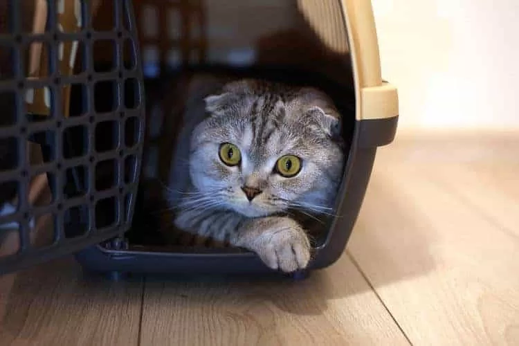 Katzentransportbox