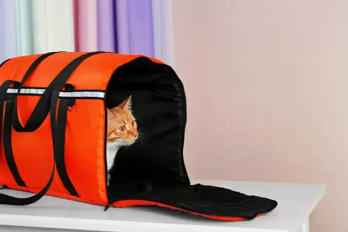 Katzentransportbox