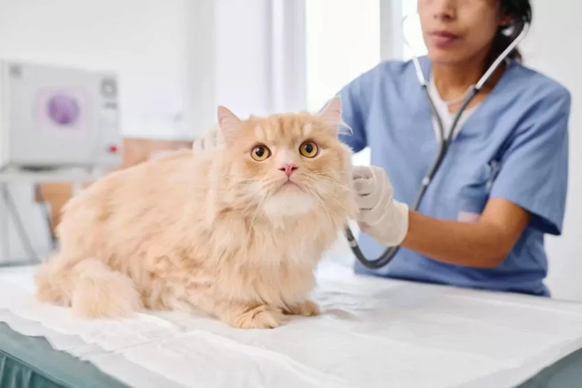 Katzenimpfung