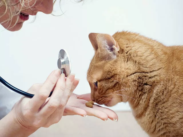 Katzenimpfung