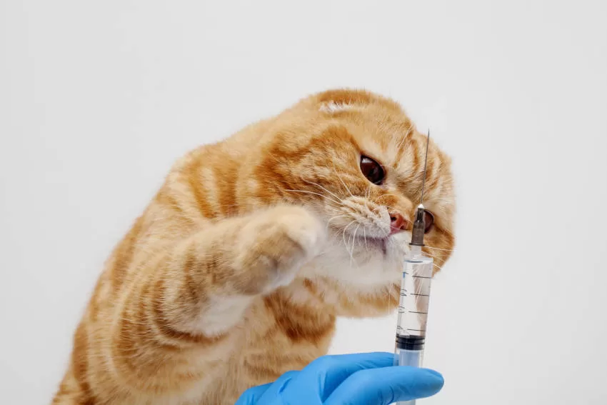 Katzenimpfung