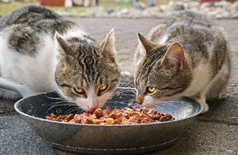 Katzenfutterratgeber: Wie oft sollte man essen und ausgewogen ernähren