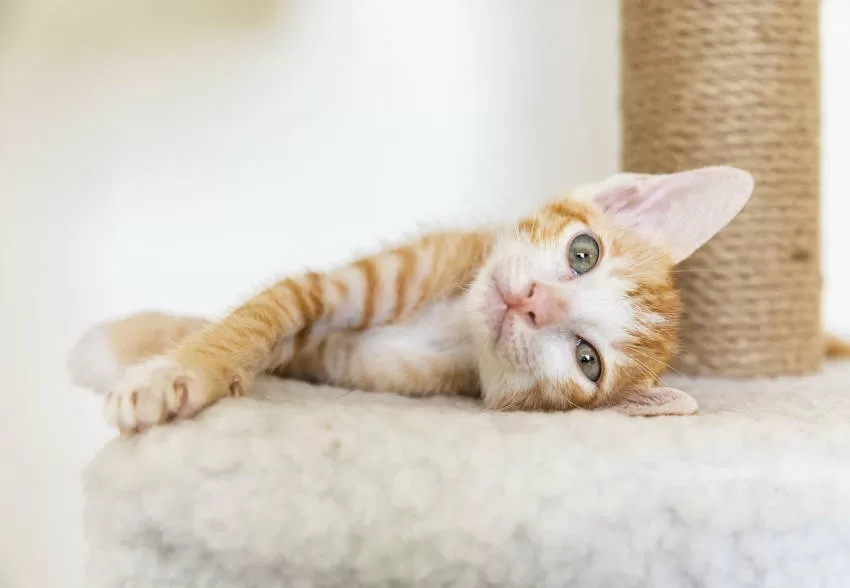 Steigern Sie die Freude Ihrer Katzen