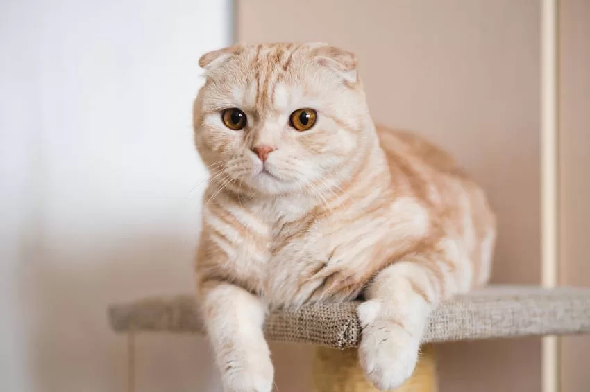Scottish Fold-Katzen: Alles über die Hängeohrkatzenrasse