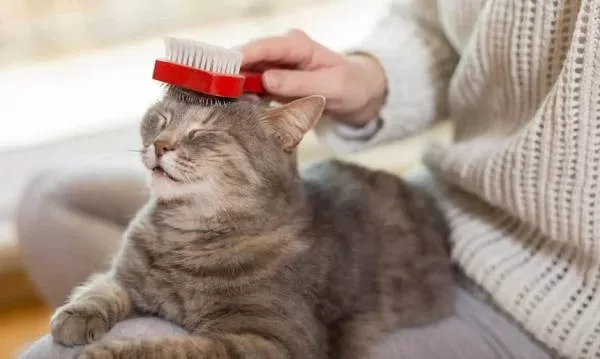 59 Tipps zur Katzengesundheit | Grundlegende Pflege für Katzen