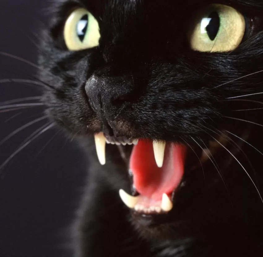 Rassismus und Aberglaube über schwarze Katzen