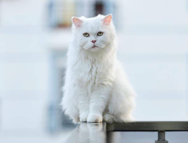 Narua Angorakatze