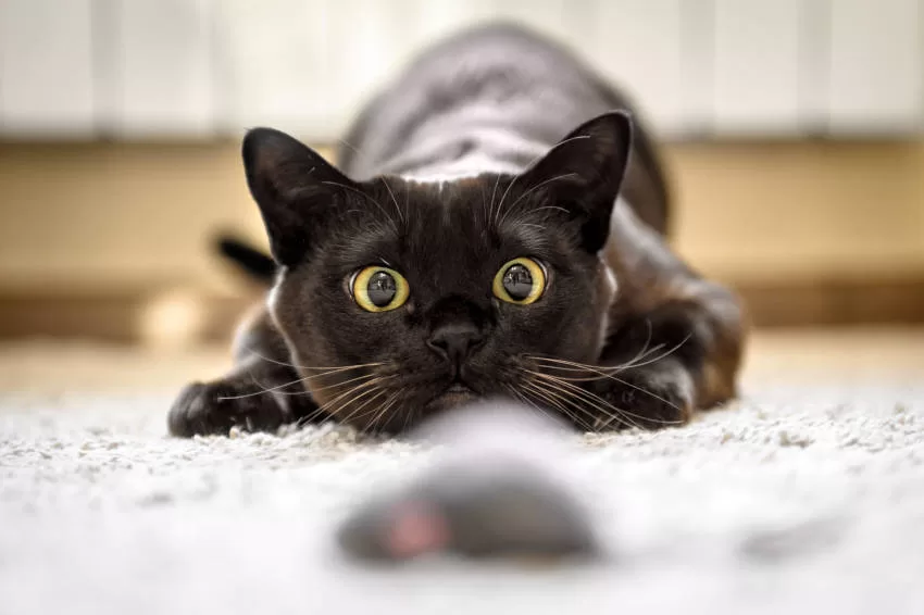 20 überraschende Fakten über Katzen