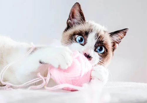 20 überraschende Fakten über Katzen