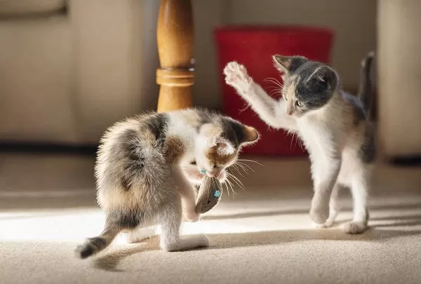 20 überraschende Fakten über Katzen
