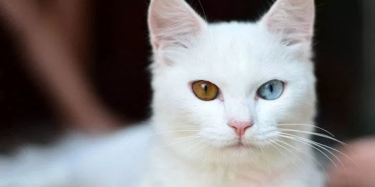 Entdecken Sie die Verbindung zwischen Katzen und Spiritualität: Entdecken Sie kulturelle Sinne anhand dieses fesselnden Bildes. Eine Katze mit weißem Fell und faszinierendem Blick – ein Auge blau, das andere grün – lädt uns ein, in die Tiefen der spirituellen Verbindung zwischen Menschen und diesen mystischen Wesen einzutauchen. Eine einzigartige Darstellung, die die Feinheiten von Kultur und Spiritualität enthüllt.