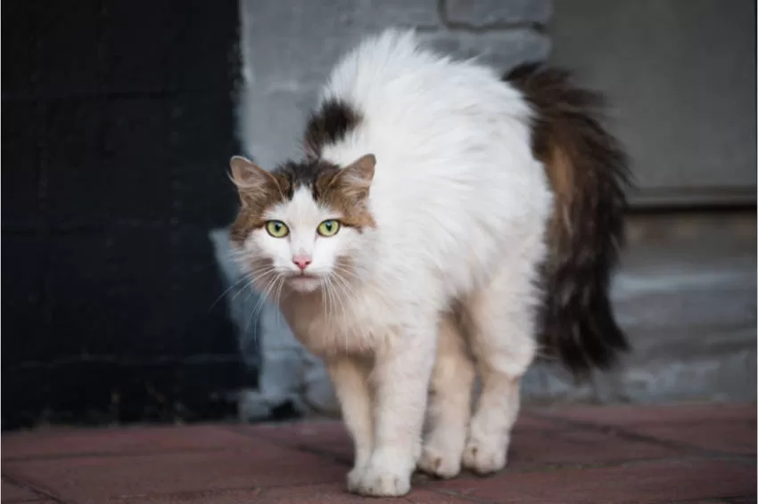 wütende Katze