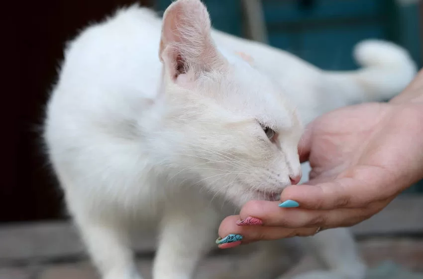 Kommunikation Wie Katzen Gefühle ausdrücken