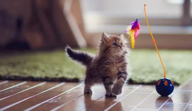 Entdecken Sie die Welt der psychischen Gesundheit und kognitiven Stimulation von Katzen. Unser entzückendes Foto zeigt ein Kätzchen, das glücklich mit einer Glocke spielt, und veranschaulicht, wie Spielaktivitäten Ihre Katze geistig fit und glücklich halten können