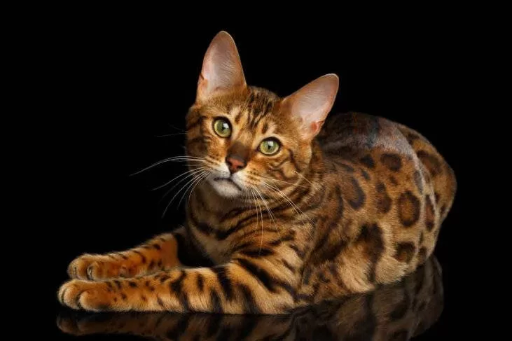 Bengalische Katze „Leopard“