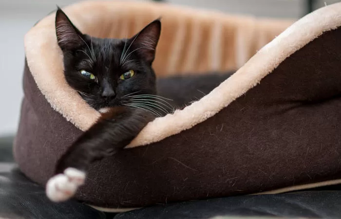 So wählen Sie das beste Katzenbett aus