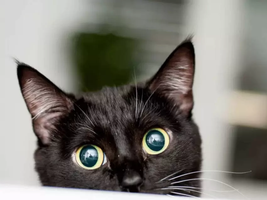 verängstigte Katze