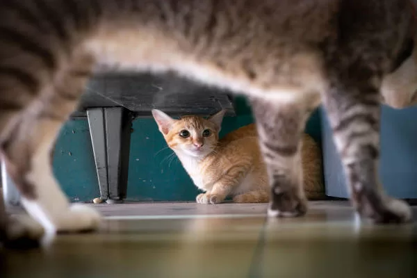 Kommunikation Wie Katzen Gefühle ausdrücken